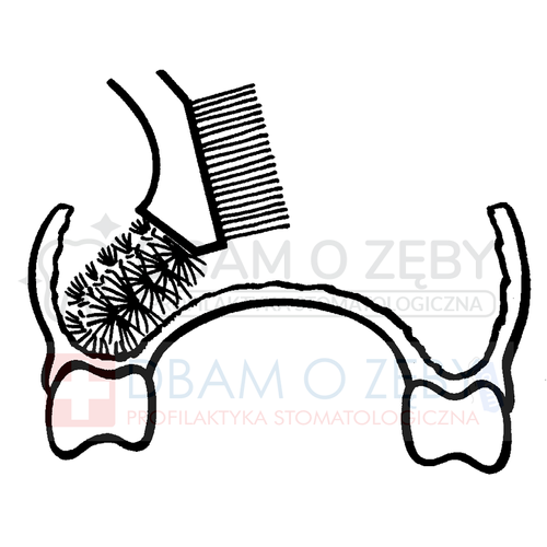 Szczotka do prootez w kolorze miętowym Curaprox BDC 152